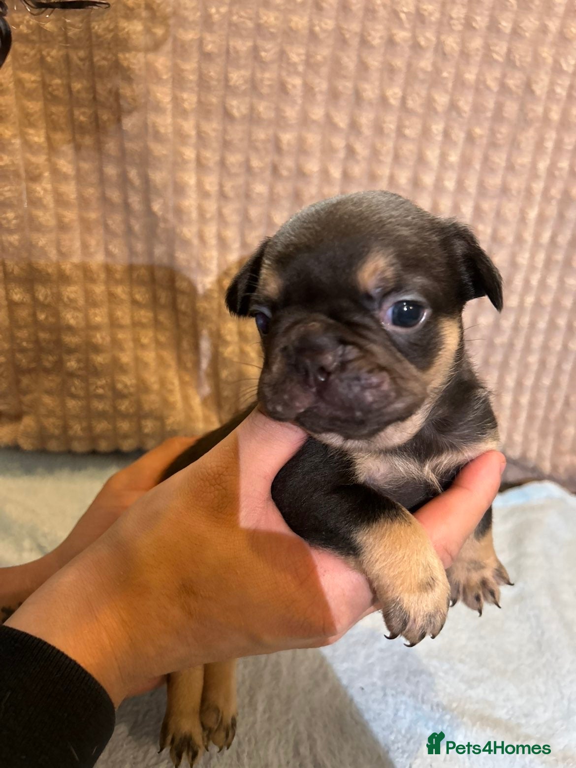 French Bulldog dogs French bulldog puppies  - Advert 13