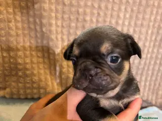 French Bulldog dogs French bulldog puppies - Advert 13