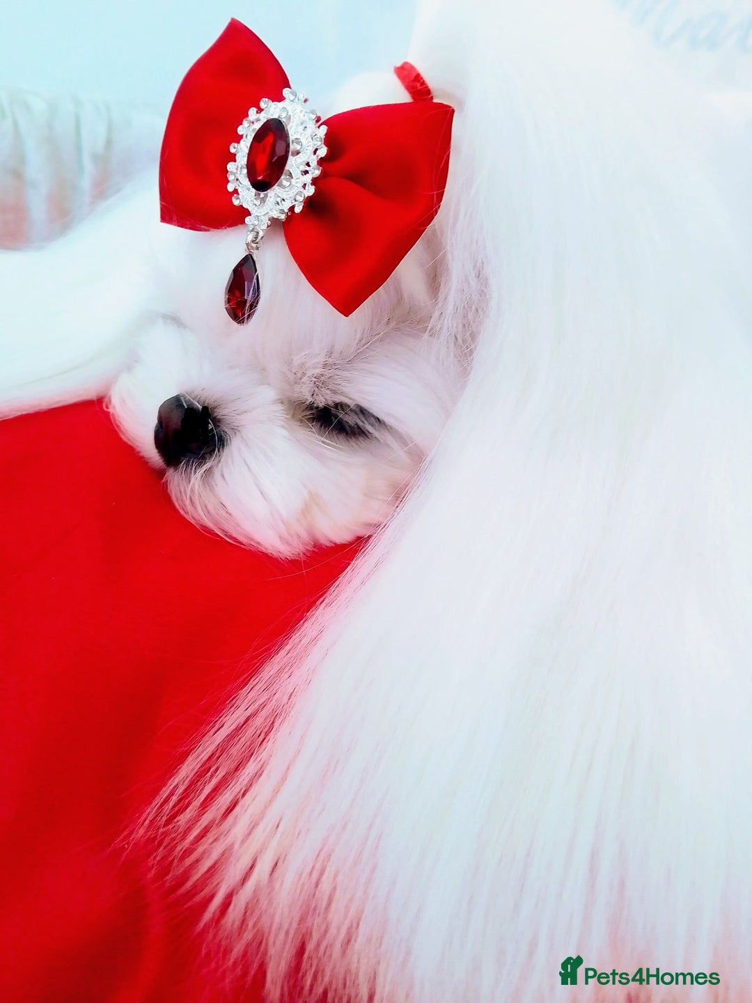 Maltese dogs for stud: ❤️health tested Tiny Korean Maltese boy❤️ - Image 3