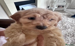Mixed Breed dogs for sale: Beautiful Sproodle puppies stunning  - Image 14