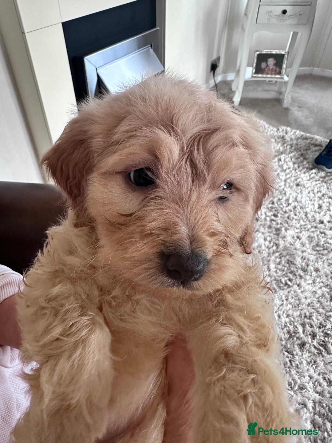 Mixed Breed dogs for sale: Beautiful Sproodle puppies stunning  - Image 14