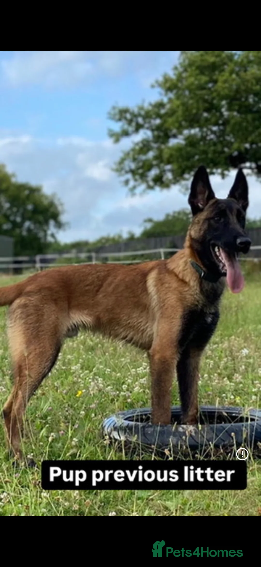 Belgian Shepherd Dog dogs for sale: TOP CLASS BELGIAN MALINOS  - Advert 8