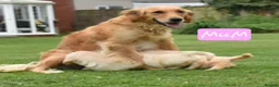 Golden Retriever dogs for sale: *Beautiful DNA clear kc reg Golden retriever pups* - Advert 9