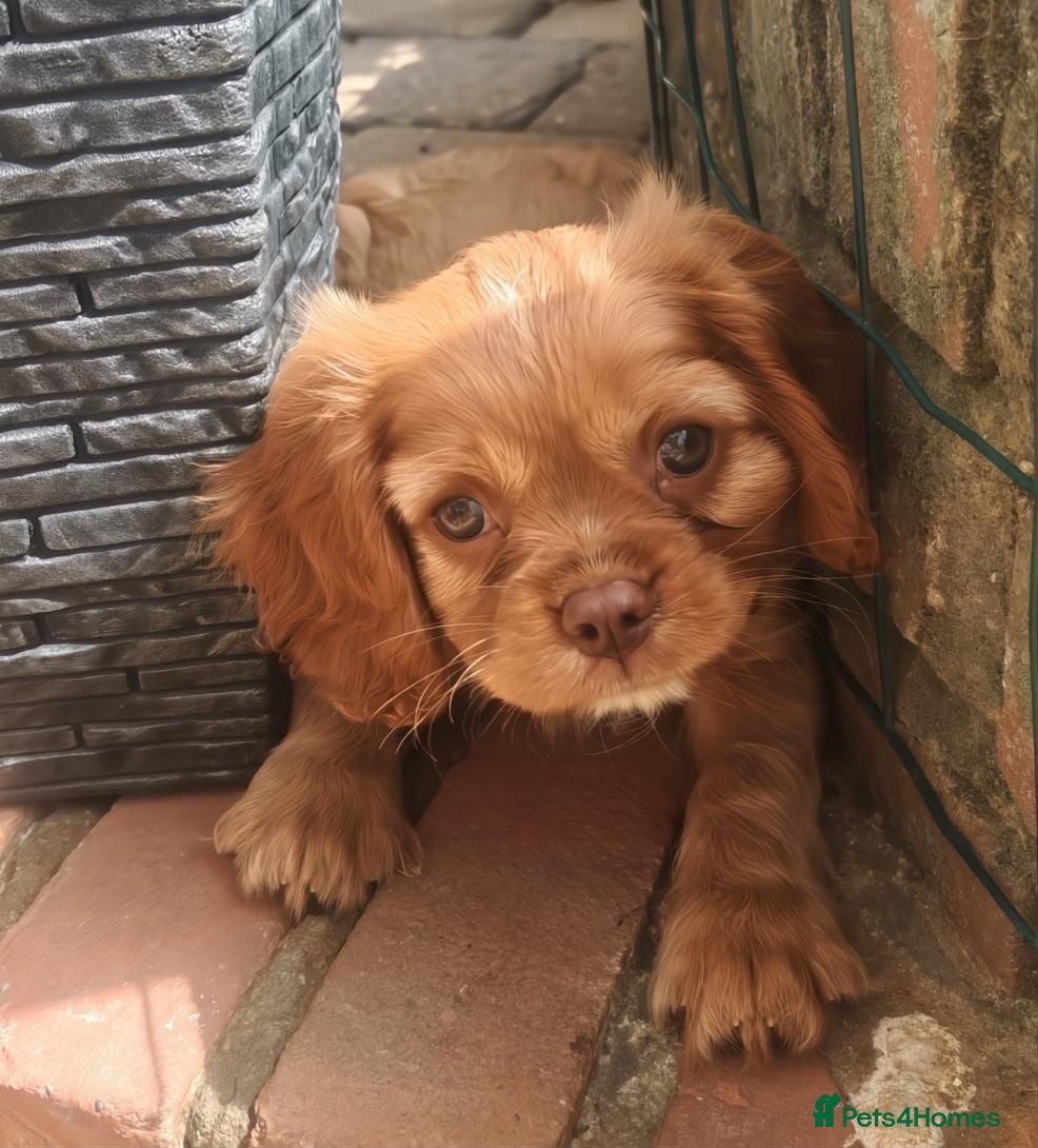 Cavalier King Charles Spaniel dogs 🤎 RKC registered Chocolate Cavaliers 🤎 - Advert 1