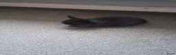 Lionhead rabbits for sale: Lion heads in Carlisle - Advert 2
