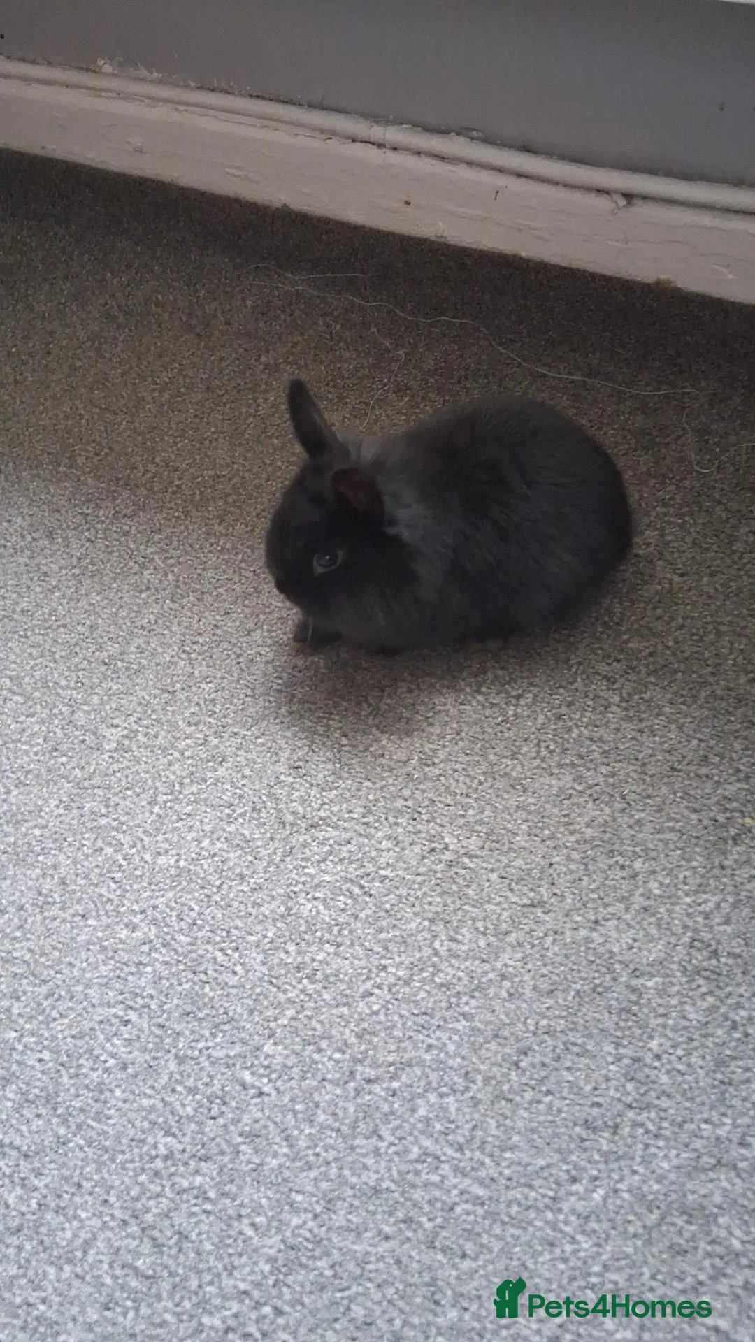Lionhead rabbits for sale: Lion heads in Carlisle - Advert 2