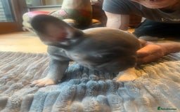 French Bulldog dogs for sale: French bull dog puppies  - Image 11