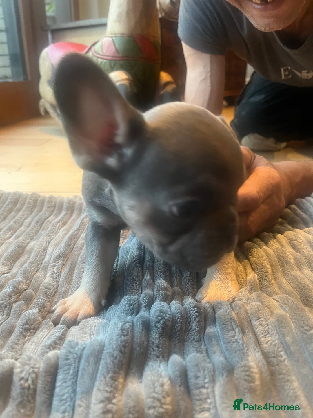 French Bulldog dogs for sale: French bull dog puppies  - Image 11