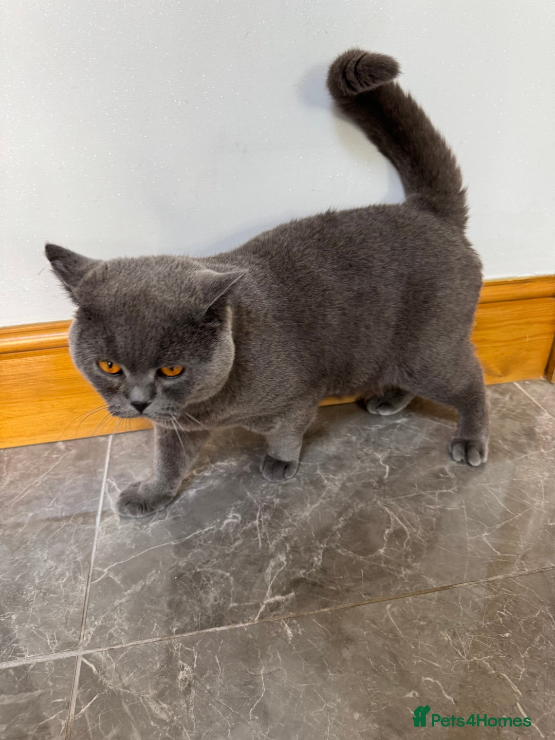 British Shorthair cats for sale: British shorthair male - Advert 2