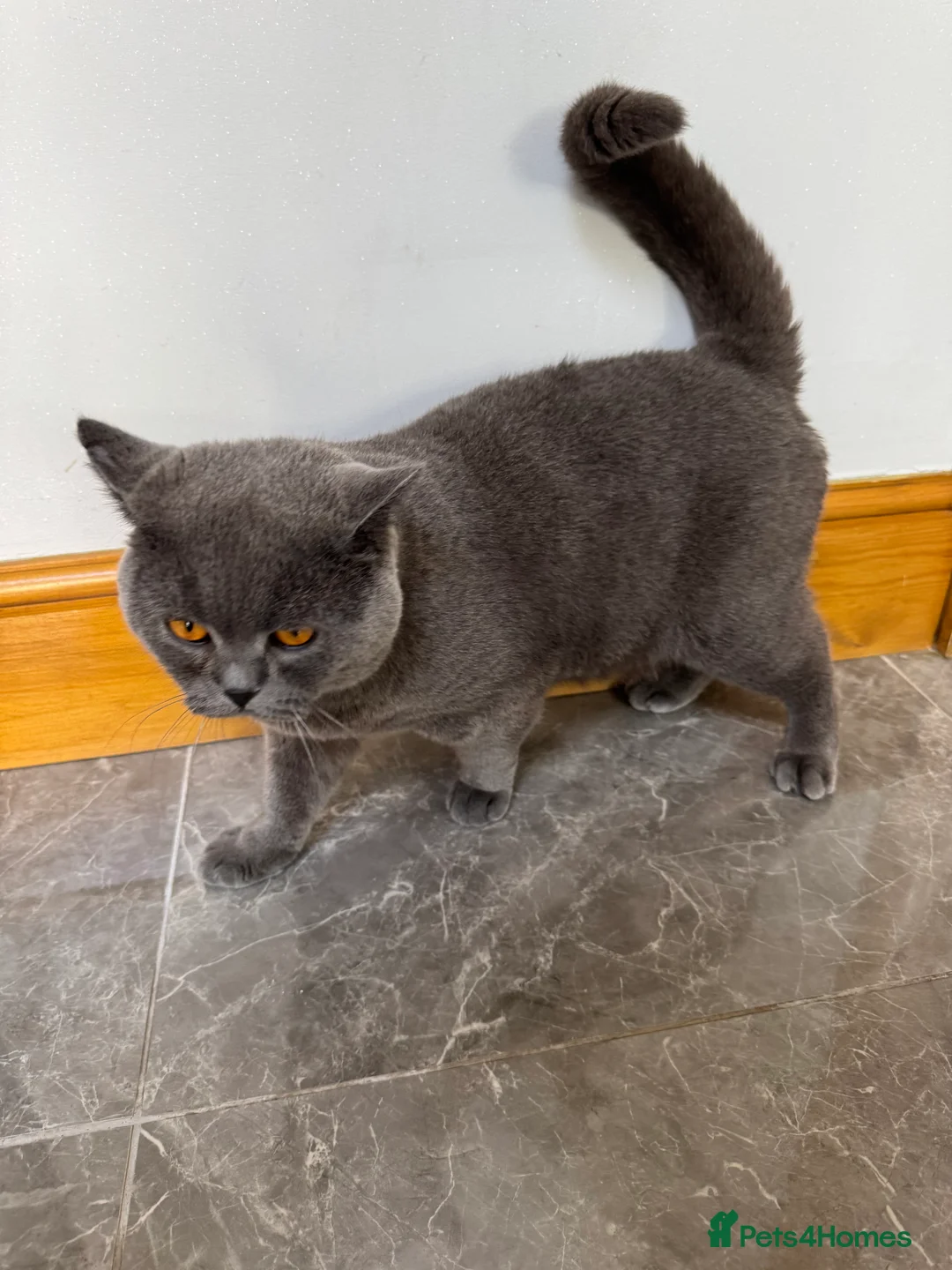 British Shorthair cats for sale: British shorthair male - Advert 2