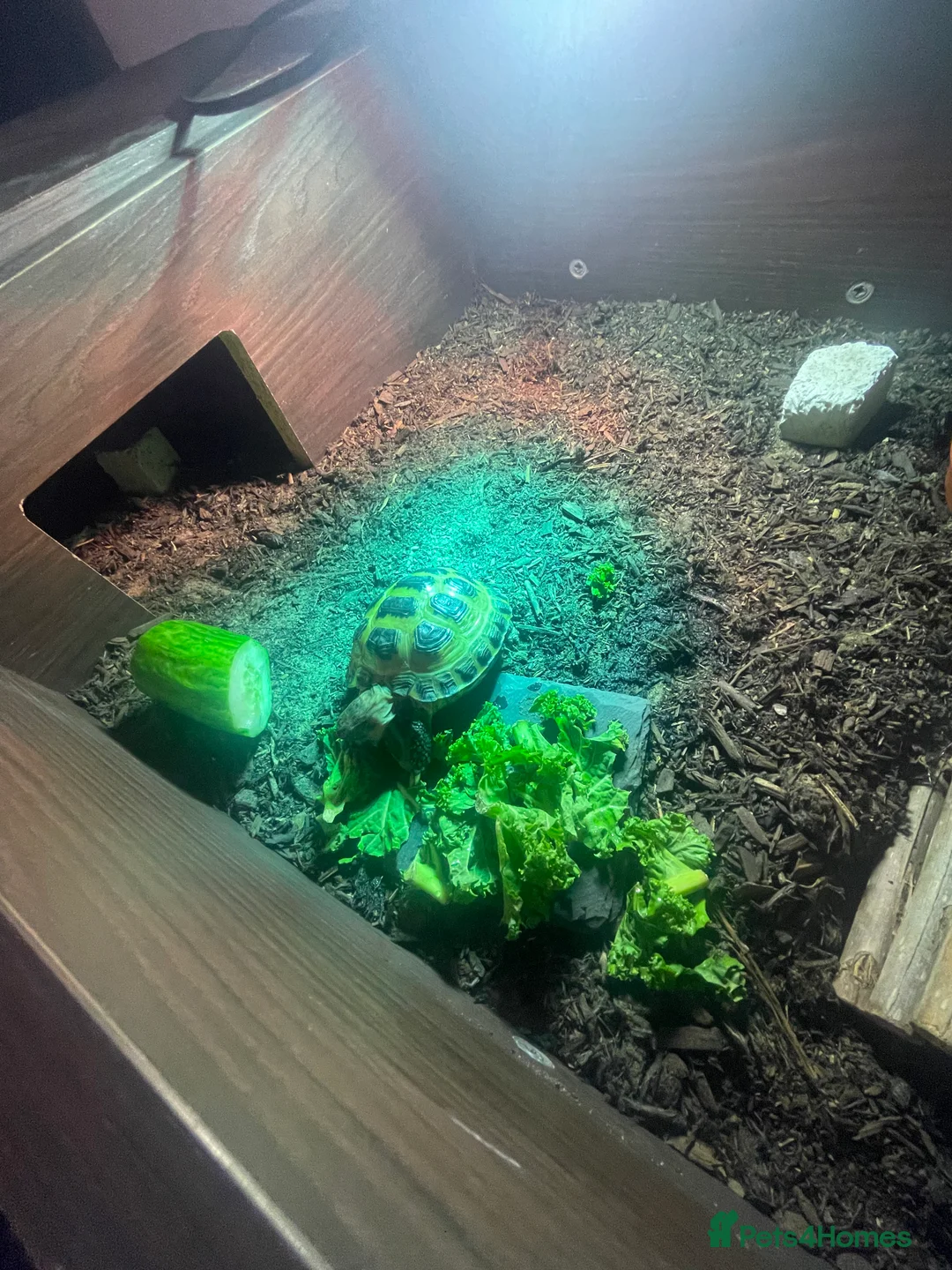 Tortoise reptiles for sale: Horsefield Tortoise - Advert 2