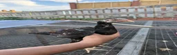 Mixed Breed poultry for sale: BrazillianXGerman O shamo - Advert 24