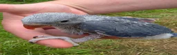 Ringnecks birds for sale: Stunning Hand Reared Ringnecks - Advert 3