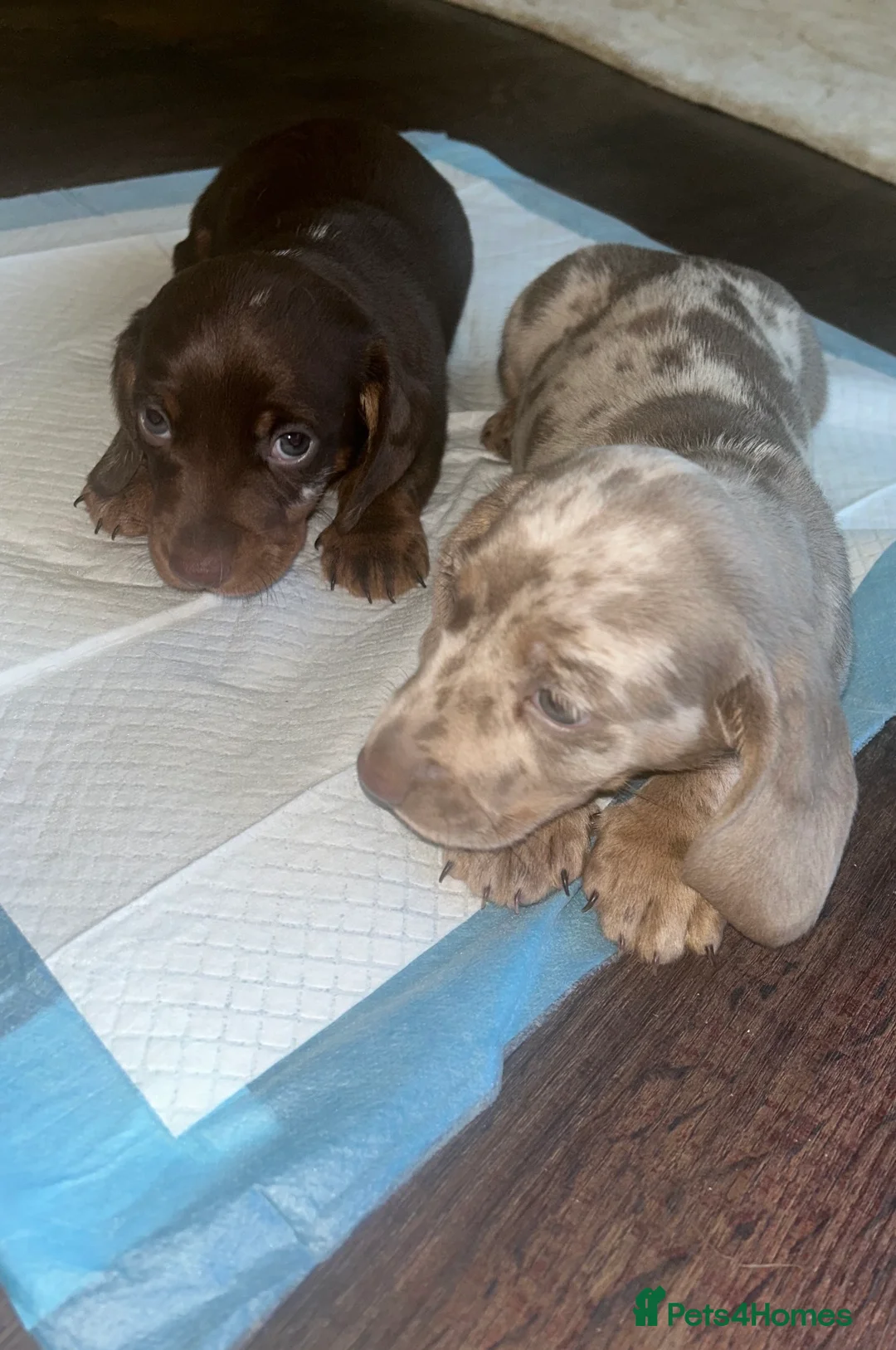 Miniature Dachshund dogs for sale: Miniature Dachshund Puppies - Advert 7