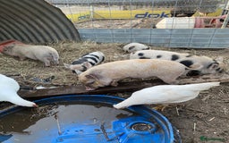 Pig livestock for sale: Micro piglets  - Image 1