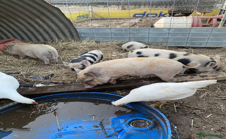 Pig livestock - Advert 1