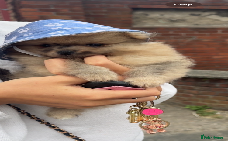 Pomeranian dogs - Advert 3