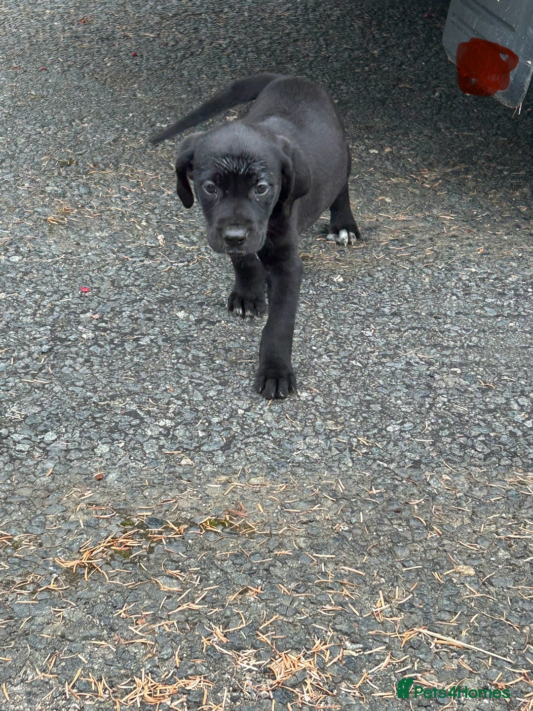 Mixed Breed dogs for sale: Dalmatian/Golden retriever cross puppies - Image 1
