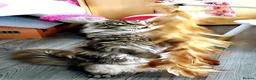 Maine Coon cats for stud: Niklouse  in Mold - Advert 7