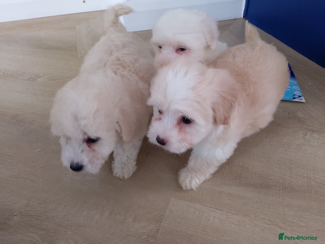 Maltipoo dogs for sale: Maltipoo puppies boy and girl available  - Image 26