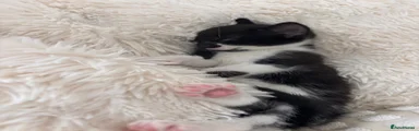 Mixed Breed 2
