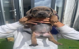 Mixed Breed dogs for sale: Duschund/ Chowchow mix breed  - Image 2