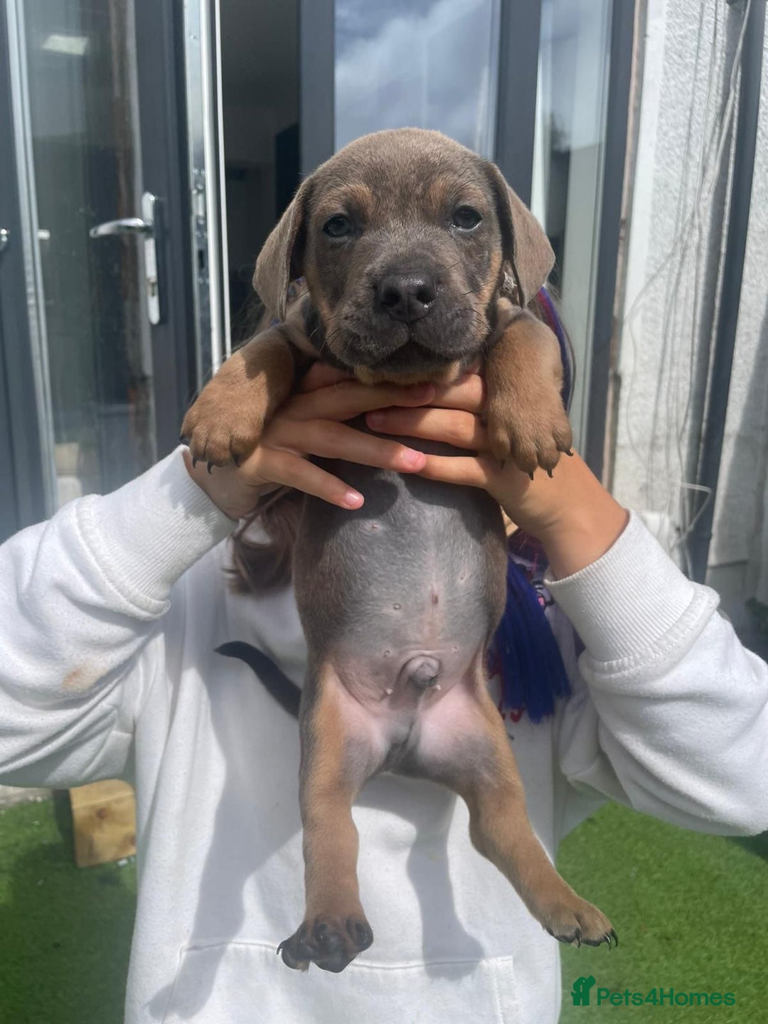 Mixed Breed dogs for sale: Duschund/ Chowchow mix breed  - Image 2