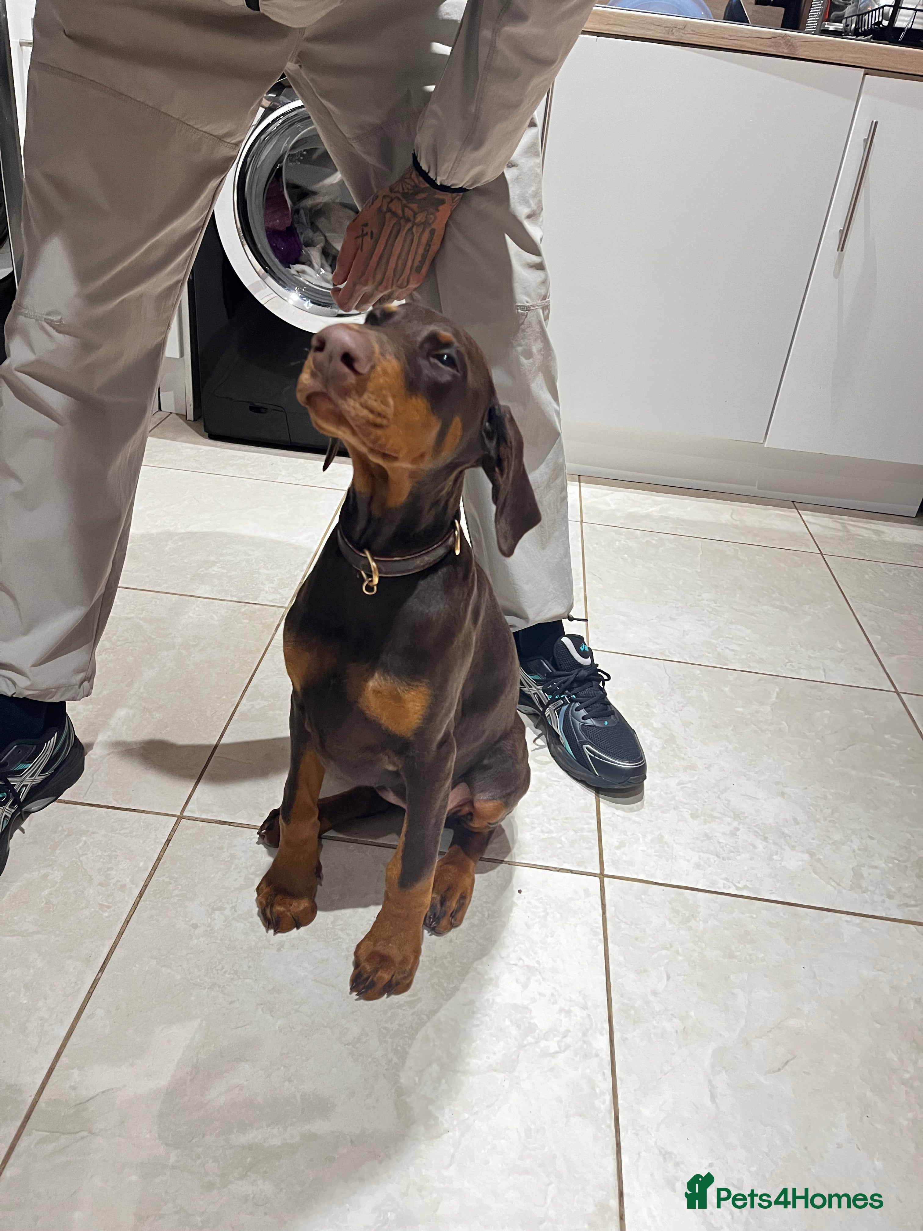 Dobermann dogs beautiful kc reg choc & Tan female 14 weeks 🏆  - Advert 6