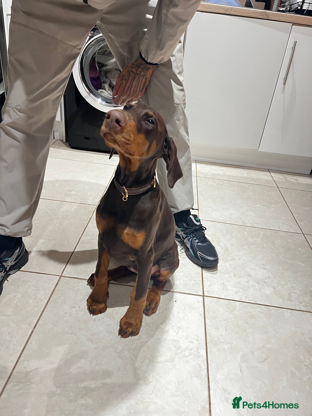 Dobermann dogs for sale: beautiful kc reg choc & Tan female 14 weeks 🏆  - Advert 2