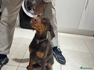 Dobermann dogs beautiful kc reg choc & Tan female 14 weeks 🏆 - Advert 6