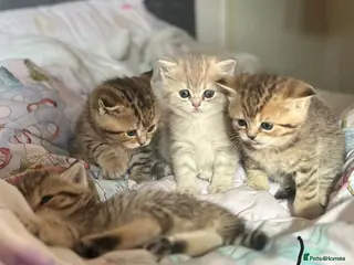 British Shorthair cats British Shorthair Black Golden Spotted Tabby 🐱🐱 - Advert 8