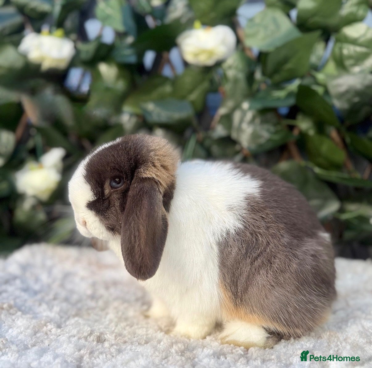 Mini Lop rabbits Mini Lop Doe Chocolate Otter Split Blue Eyed - Advert 7