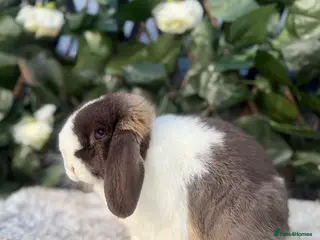 Mini Lop rabbits Mini Lop Doe Chocolate Otter Split Blue Eyed - Advert 7