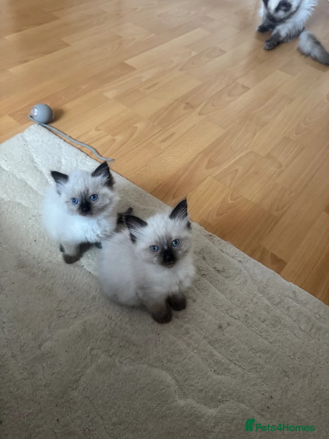 Ragdoll cats for sale: 3 Beautiful Ragdoll kittens  - Advert 1