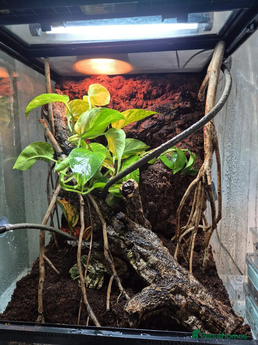 Frog reptiles for sale: Male and Female Whites tree frogs with terrarium - Advert 6