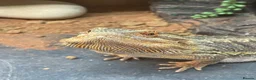 Bearded Dragon reptiles for sale: Henry is looking for a new loving home. in Taunton - Advert 5