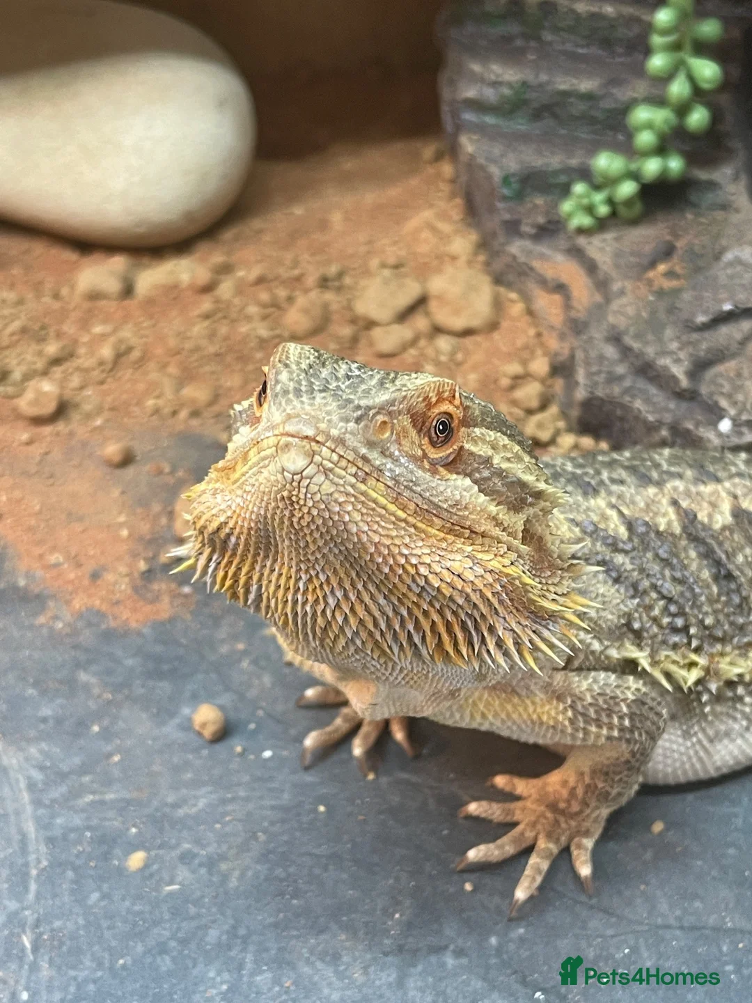 Bearded Dragon reptiles for sale: Henry is looking for a new loving home. in Taunton - Advert 5