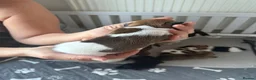 Jack Russell dogs for sale: 5 beautiful Jack Russell Puppies  - Advert 11