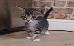 Mixed Breed cats for sale: Gorgeous Bengal x babies **READY NOW** - Image 1