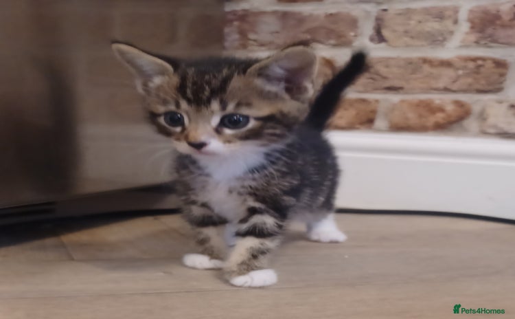 Mixed Breed cats - Advert 10