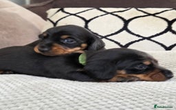 Miniature Dachshund dogs for sale: Beautiful Pedigree Miniature Dachshund Puppies - Image 13
