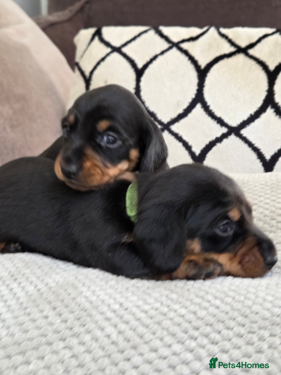 Miniature Dachshund dogs for sale: Beautiful Pedigree Miniature Dachshund Puppies - Image 13
