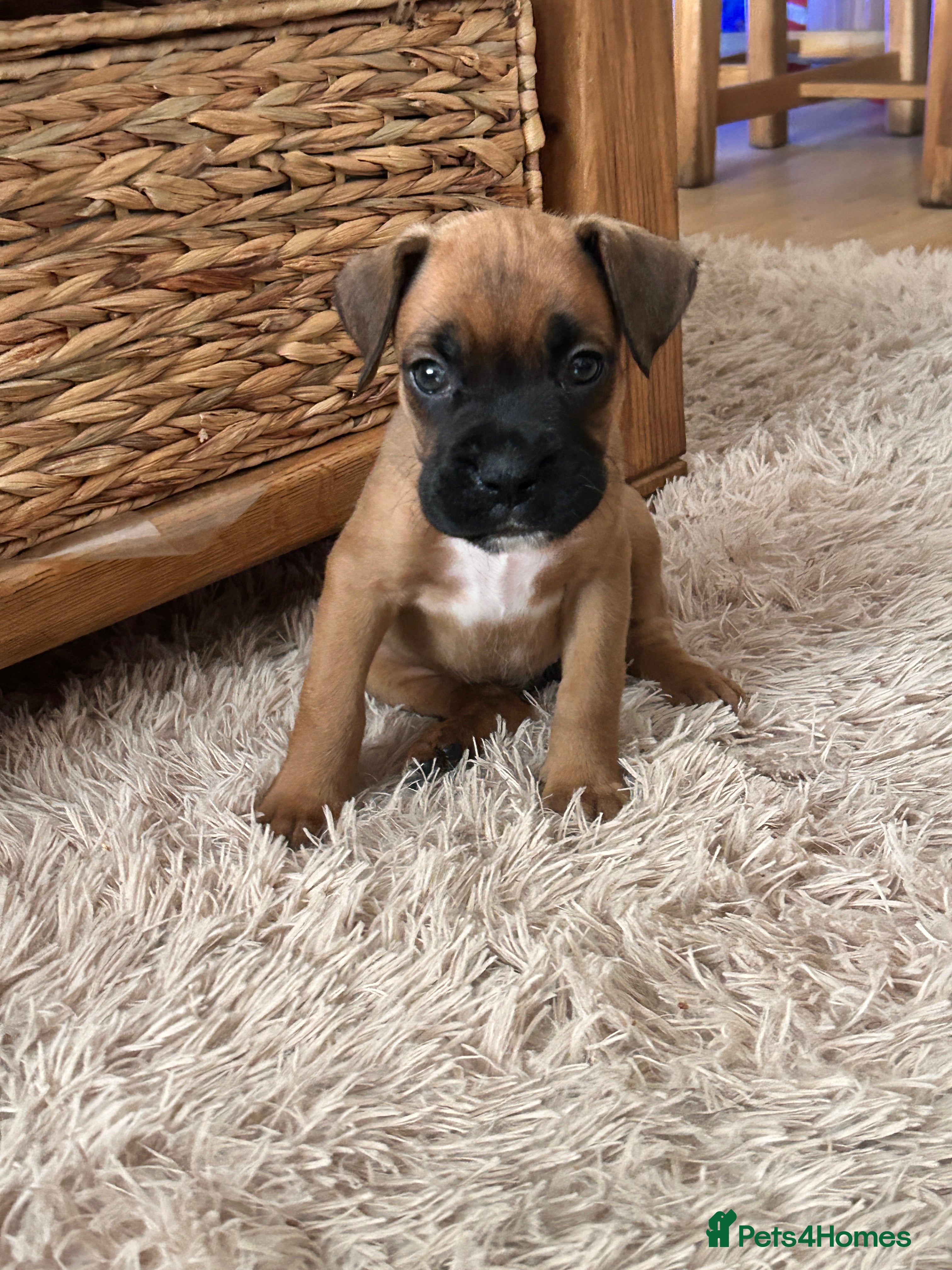 Boxer dogs Stunning boxer puppies-ready 16th June - Advert 2
