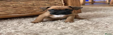 Boxer Puppy 6