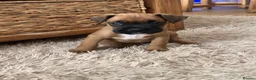 Boxer dogs for sale: READY NOW- Stunning boxer puppies - Advert 18