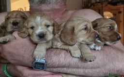 Cocker Spaniel dogs for sale: Beautiful and sweet puppy😊 - Image 5