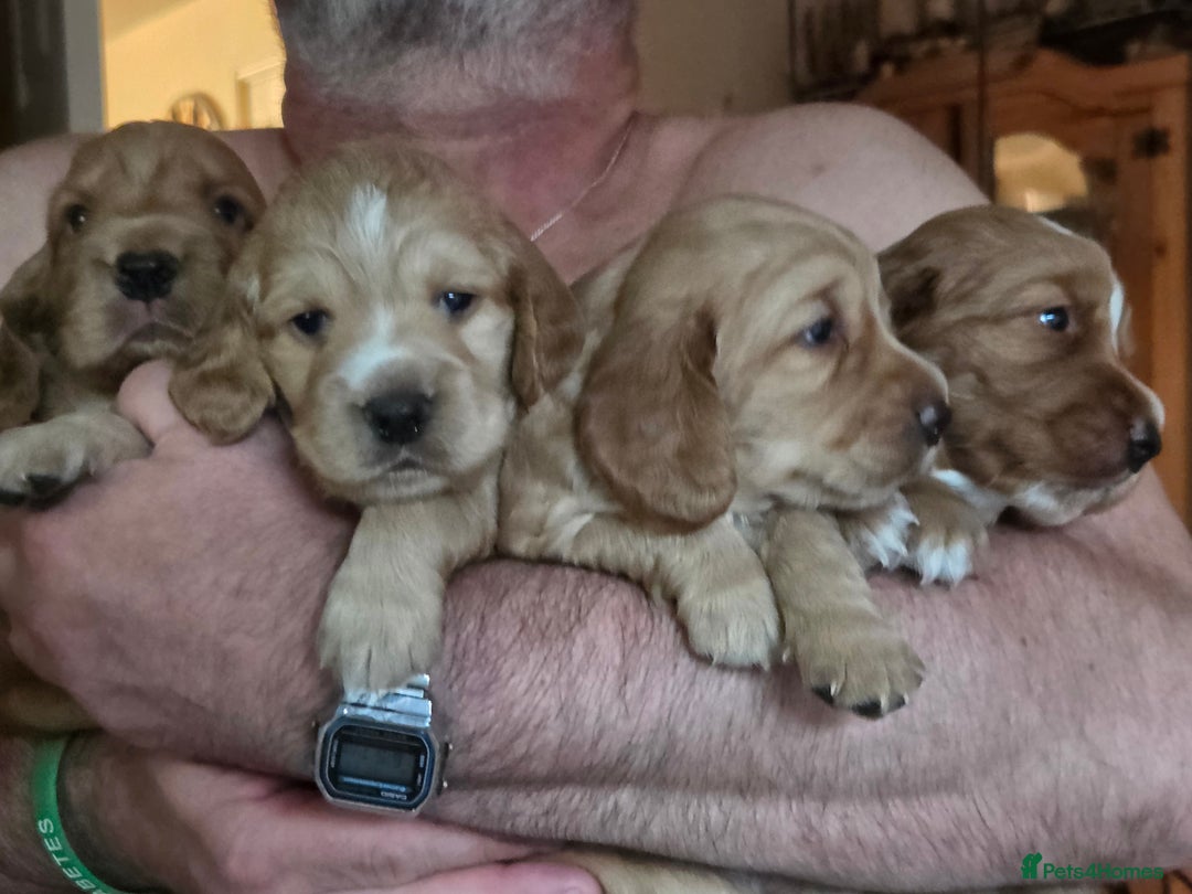 Cocker Spaniel dogs for sale: Beautiful and sweet puppy😊 - Image 5