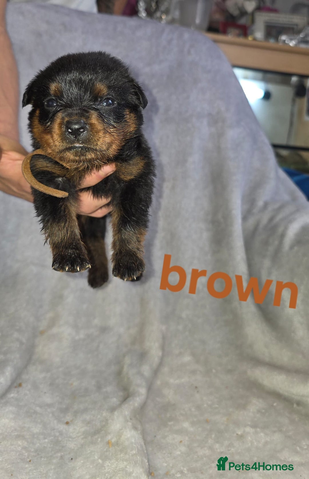 Rottweiler dogs for sale: Purebred Rottweiler Puppies Family Companions - Advert 12