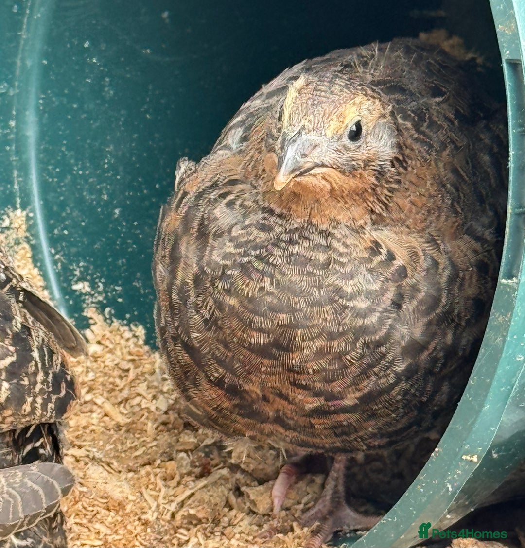 Quail poultry for sale: 4 1/2 week old mix of coturnix quails - Image 13