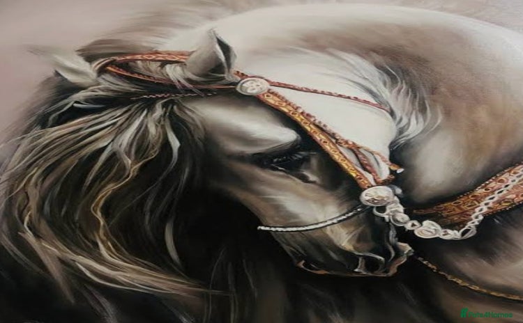 Irish Cob horses - Advert 2